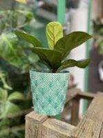 Zdjęcie rosliny doniczkowej Ficus Lyrata (Figowiec Lirolistny / Dębolistny), ujęcie 2