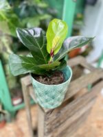Zdjęcie rosliny doniczkowej Ficus Lyrata (Figowiec Lirolistny / Dębolistny), ujęcie 3