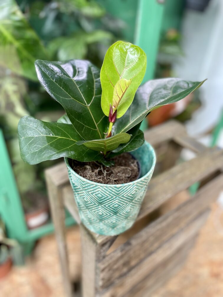 Zdjęcie rosliny doniczkowej Ficus Lyrata (Figowiec Lirolistny / Dębolistny), ujęcie 3