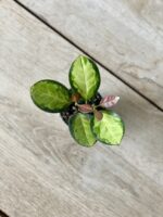 Zdjęcie rosliny doniczkowej Hoya australis Lisa, ujęcie 2