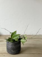 Zdjęcie rosliny doniczkowej Hoya parasitica Black Margin, ujęcie 1