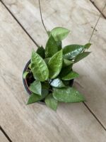 Zdjęcie rosliny doniczkowej Hoya parasitica Black Margin, ujęcie 2