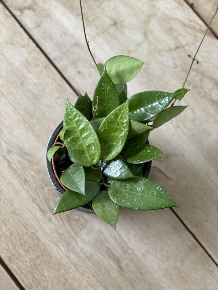 Zdjęcie rosliny doniczkowej Hoya parasitica Black Margin, ujęcie 2