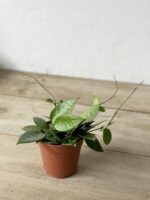 Zdjęcie rosliny doniczkowej Hoya parasitica Black Margin, ujęcie 3