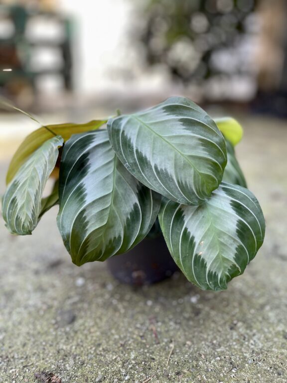 Zdjęcie rosliny doniczkowej Maranta leuconeura Silver Band, ujęcie 1
