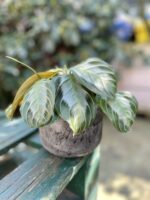 Zdjęcie rosliny doniczkowej Maranta leuconeura Silver Band, ujęcie 2