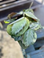 Zdjęcie rosliny doniczkowej Maranta leuconeura Silver Band, ujęcie 3