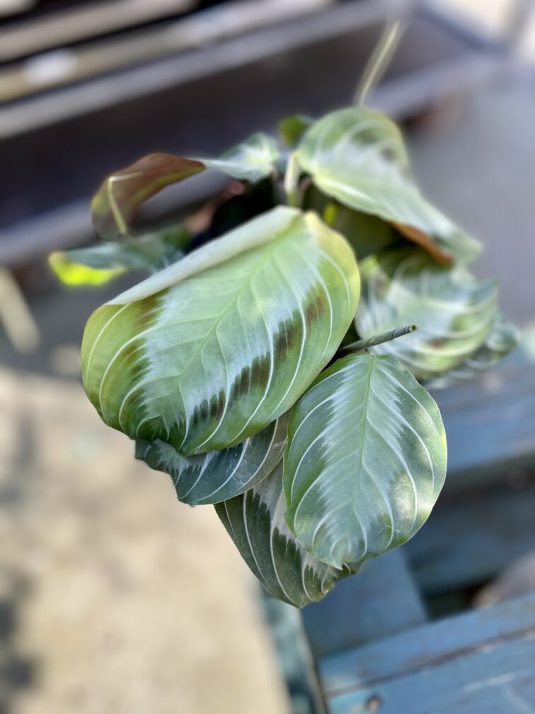 Zdjęcie rosliny doniczkowej Maranta leuconeura Silver Band, ujęcie 3