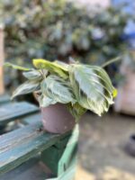 Zdjęcie rosliny doniczkowej Maranta leuconeura Silver Band, ujęcie 4