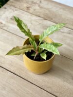 Zdjęcie rosliny doniczkowej Philodendron Ring of Fire, ujęcie 1