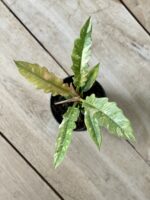 Zdjęcie rosliny doniczkowej Philodendron Ring of Fire, ujęcie 2