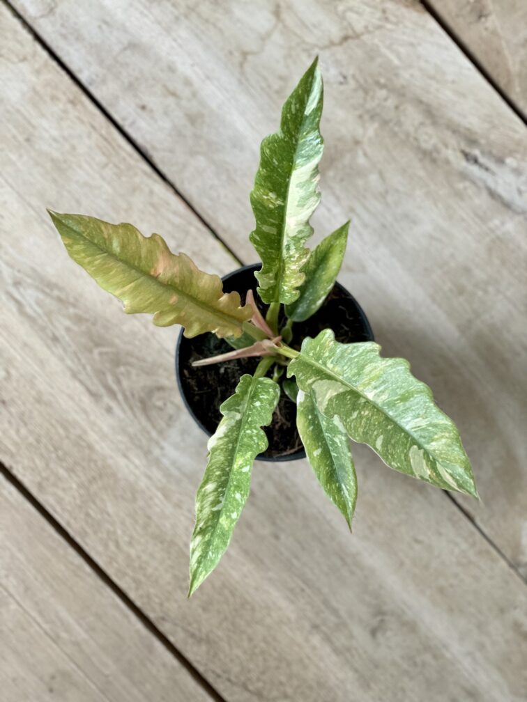 Zdjęcie rosliny doniczkowej Philodendron Ring of Fire, ujęcie 2