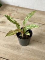Zdjęcie rosliny doniczkowej Philodendron Ring of Fire, ujęcie 3