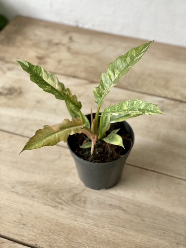 Zdjęcie rosliny doniczkowej Philodendron Ring of Fire, ujęcie 3