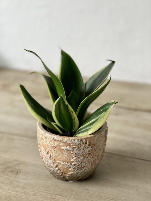 Zdjęcie rosliny doniczkowej Sansevieria Jade Pagoda, ujęcie 1