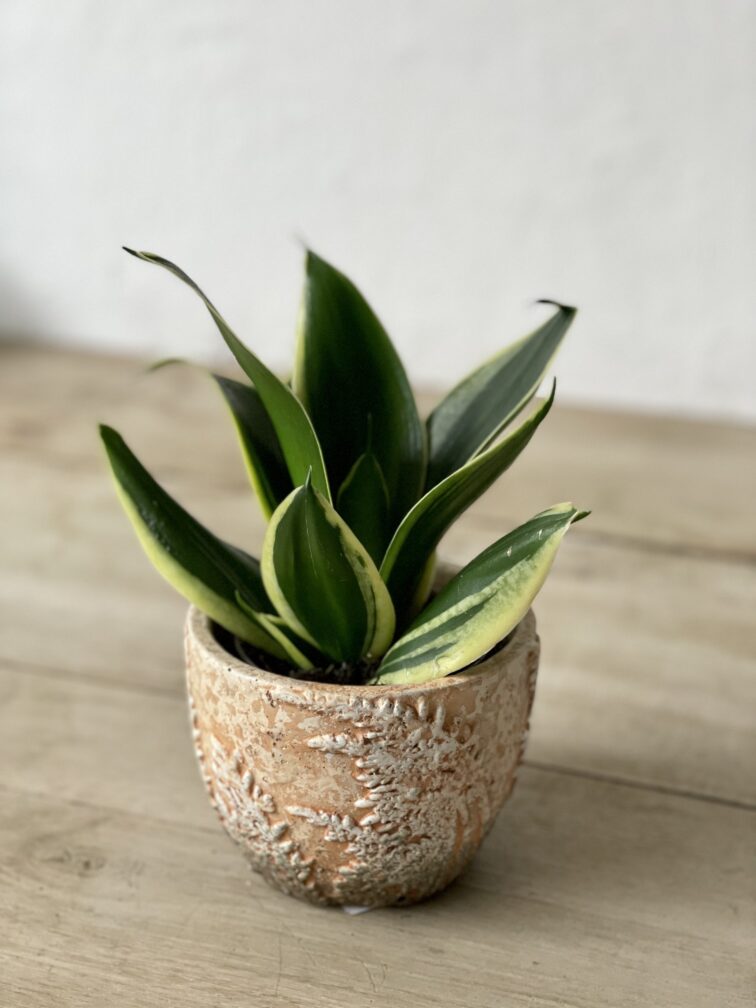 Zdjęcie rosliny doniczkowej Sansevieria Jade Pagoda, ujęcie 1