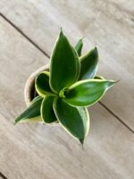 Zdjęcie rosliny doniczkowej Sansevieria Jade Pagoda, ujęcie 2