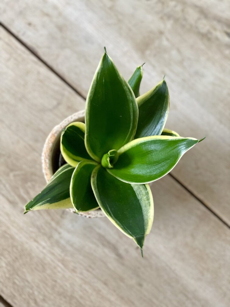 Zdjęcie rosliny doniczkowej Sansevieria Jade Pagoda, ujęcie 2