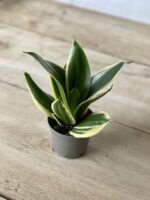 Zdjęcie rosliny doniczkowej Sansevieria Jade Pagoda, ujęcie 3