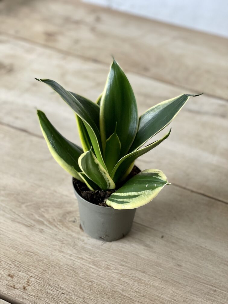 Zdjęcie rosliny doniczkowej Sansevieria Jade Pagoda, ujęcie 3