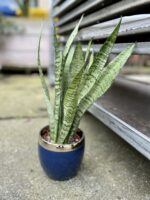 Zdjęcie rosliny doniczkowej Sansevieria Zeylanica, ujęcie 1