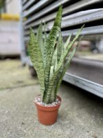 Zdjęcie rosliny doniczkowej Sansevieria Zeylanica, ujęcie 2