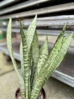 Zdjęcie rosliny doniczkowej Sansevieria Zeylanica, ujęcie 3