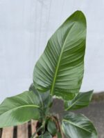 Zdjęcie rosliny doniczkowej Strelitzia Nicolai, ujęcie 2