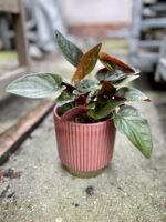 Zdjęcie rosliny doniczkowej Syngonium Erythrophyllum Red Arrow, ujęcie 1