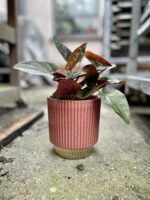 Zdjęcie rosliny doniczkowej Syngonium Erythrophyllum Red Arrow, ujęcie 2