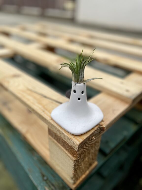 Zdjęcie rosliny doniczkowej Tillandsia Ionantha (Oplątwa) Z Podstawką Surprise 9x12 cm, ujęcie 1