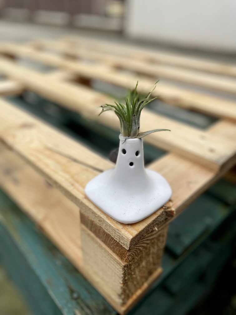 Zdjęcie rosliny doniczkowej Tillandsia Ionantha (Oplątwa) Z Podstawką Surprise 9x12 cm, ujęcie 1