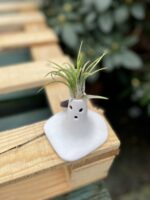 Zdjęcie rosliny doniczkowej Tillandsia Ionantha (Oplątwa) Z Podstawką Surprise 9x12 cm, ujęcie 2