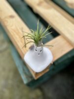 Zdjęcie rosliny doniczkowej Tillandsia Ionantha (Oplątwa) Z Podstawką Surprise 9x12 cm, ujęcie 3