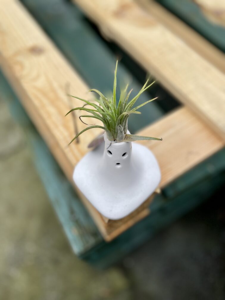 Zdjęcie rosliny doniczkowej Tillandsia Ionantha (Oplątwa) Z Podstawką Surprise 9x12 cm, ujęcie 3