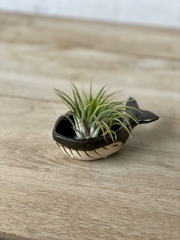 Zdjęcie rosliny doniczkowej Tillandsia Ionantha (Oplątwa) Z podstawką Wieloryb 8x12 cm, ujęcie 1