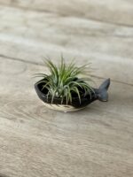 Zdjęcie rosliny doniczkowej Tillandsia Ionantha (Oplątwa) Z podstawką Wieloryb 8x12 cm, ujęcie 2