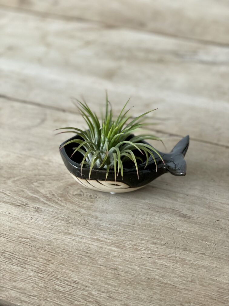 Zdjęcie rosliny doniczkowej Tillandsia Ionantha (Oplątwa) Z podstawką Wieloryb 8x12 cm, ujęcie 2