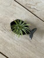 Zdjęcie rosliny doniczkowej Tillandsia Ionantha (Oplątwa) Z podstawką Wieloryb 8x12 cm, ujęcie 3