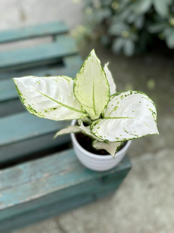 Zdjęcie rosliny doniczkowej Aglaonema White Joy, ujęcie 1