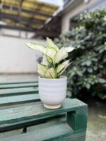 Zdjęcie rosliny doniczkowej Aglaonema White Joy, ujęcie 2