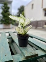 Zdjęcie rosliny doniczkowej Aglaonema White Joy, ujęcie 3