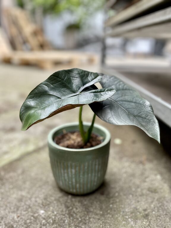 Zdjęcie rosliny doniczkowej Alocasia Bisma, ujęcie 1