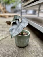 Zdjęcie rosliny doniczkowej Alocasia Bisma, ujęcie 2