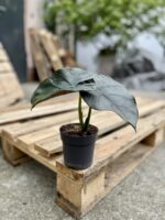Zdjęcie rosliny doniczkowej Alocasia Bisma, ujęcie 3