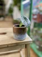 Zdjęcie rosliny doniczkowej Alocasia Silver Dragon, ujęcie 1