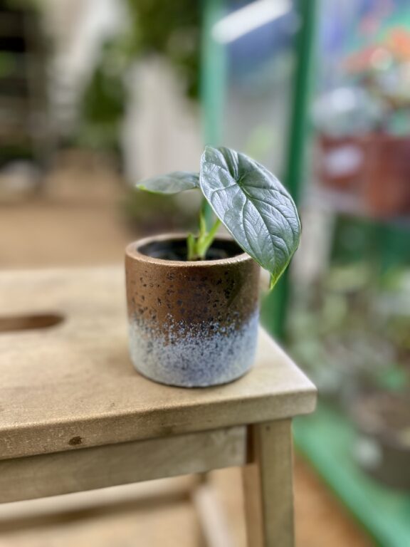 Zdjęcie rosliny doniczkowej Alocasia Silver Dragon, ujęcie 1