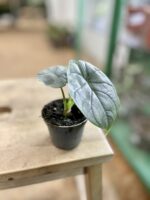 Zdjęcie rosliny doniczkowej Alocasia Silver Dragon, ujęcie 2