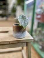 Zdjęcie rosliny doniczkowej Alocasia Silver Dragon, ujęcie 3