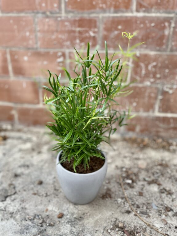 Zdjęcie rosliny doniczkowej Asparagus falcatus, ujęcie 1
